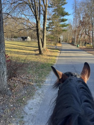 Looking between a horse's ears down the road past the paddocks