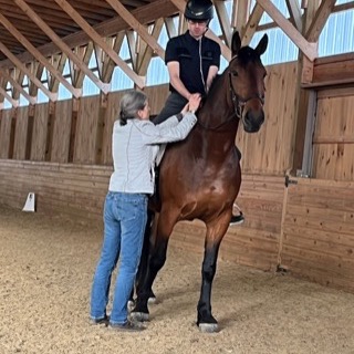 Felicitas adjusting the hands of a rider on a bay horse