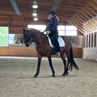 A rider on a bay horse in the indoor arena