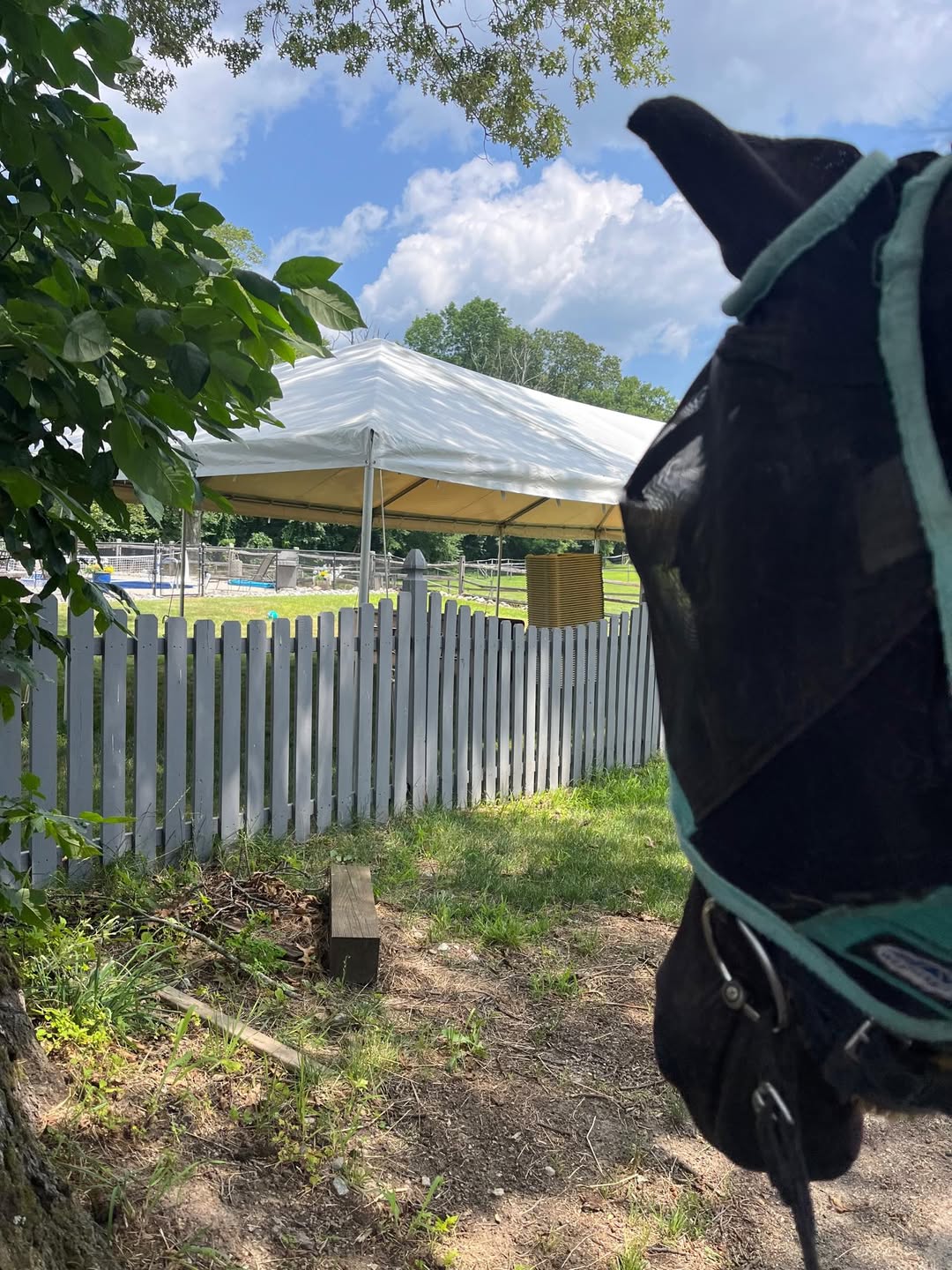 A dark horse in a fly mask looking over a picket fence at a white tent