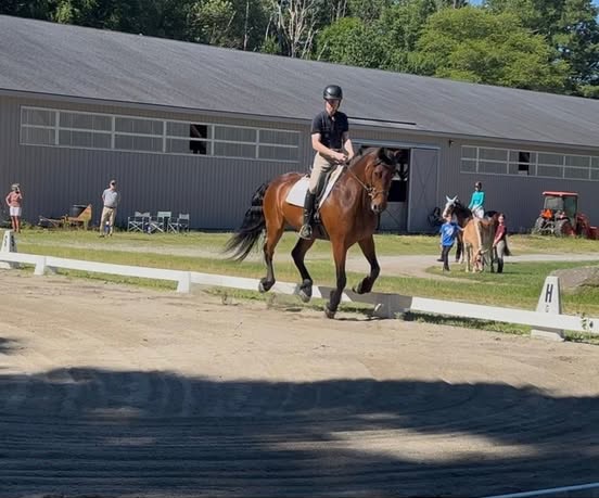 A rider trotting a bay horse along the rail of the outdoor dressage ring, with the barn behind