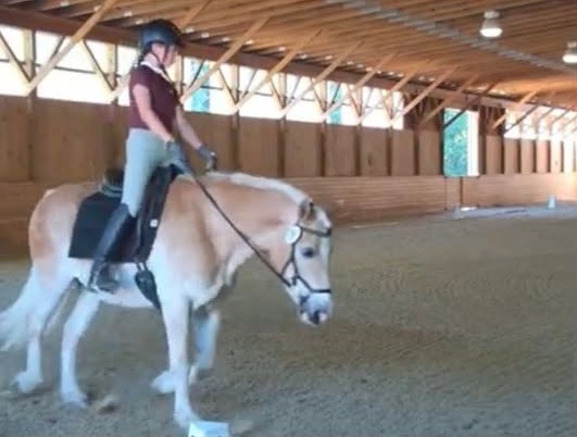 A rider in a maroon shirt on a palomino Haflinger in the indoor arena