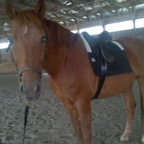 Greg, healing horses second foster