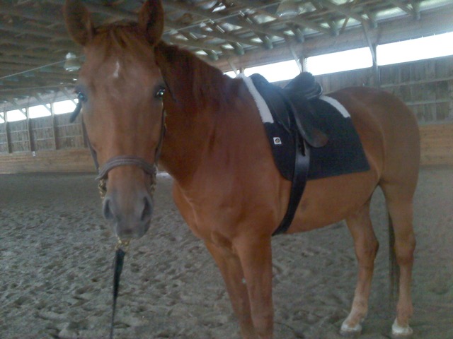 Greg, healing horses second foster