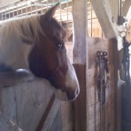 whoopsy Daisey of healing horses-rescued Nov. 17, 2010 adopted