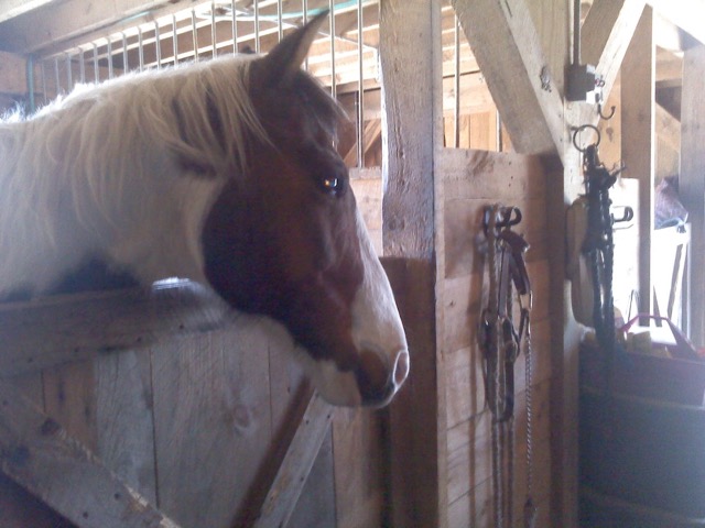 whoopsy Daisey of healing horses-rescued Nov. 17, 2010 adopted